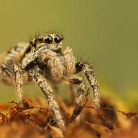 Zebra Spider 2 